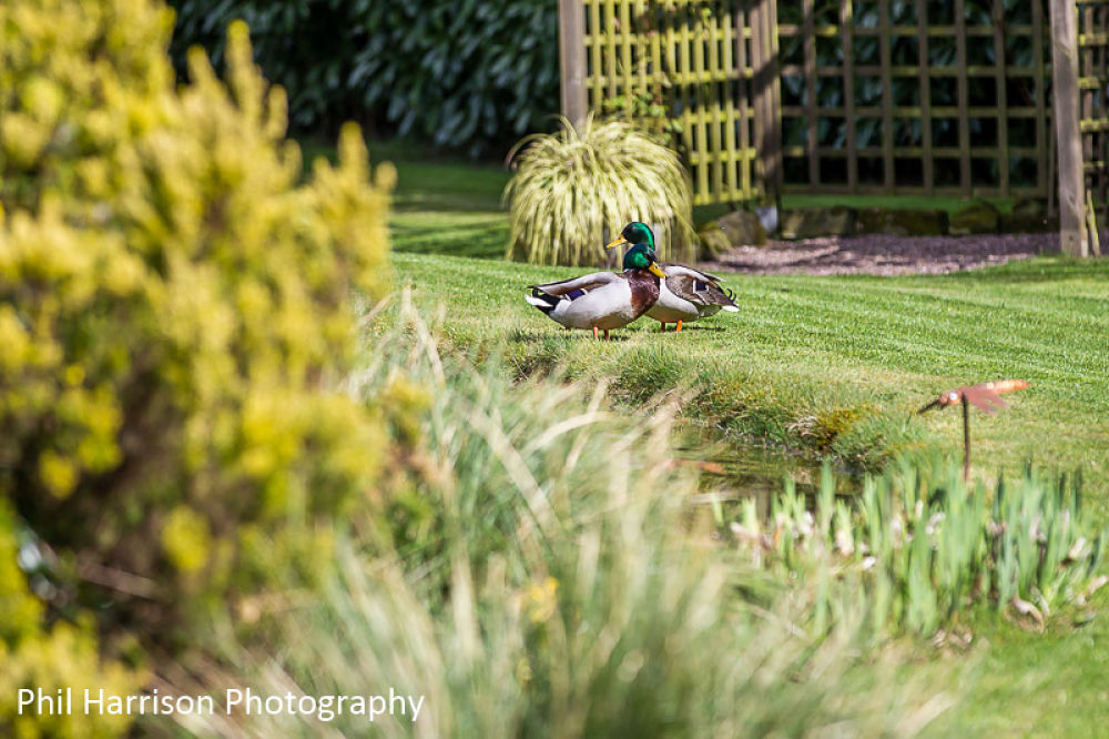 Our Resident Ducks Enjoying the Sunshine 