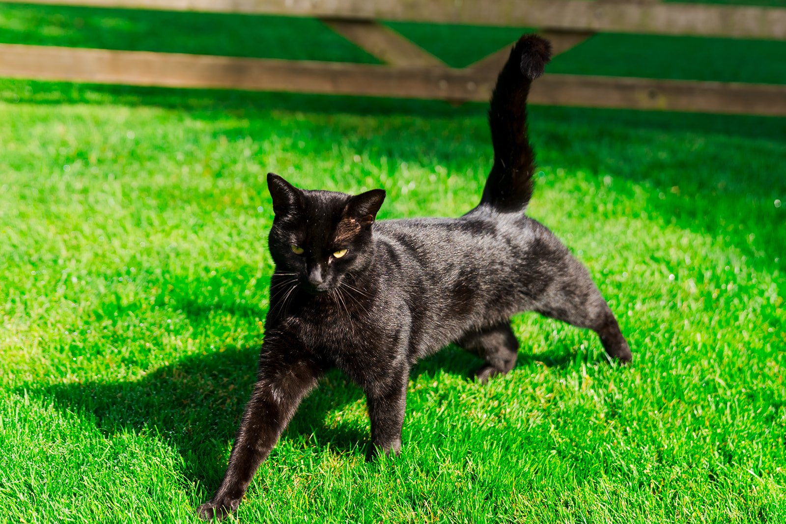 Our resident Customer Services Manager - Bob! 